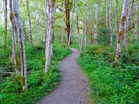 A path leads through a section of white trees in the Quinault Rainforest in western Washington.