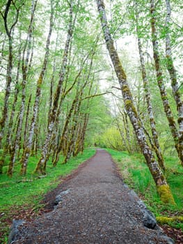 A walking path leads through a stand of white tree in the Sol Duc area of the Olympic National Park in Washington.
