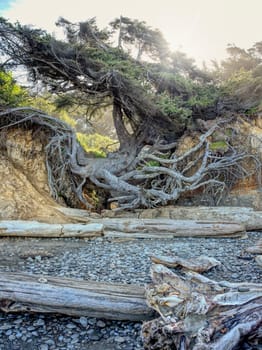A view of the tree of life with the sun shining behind it on Kalaloch beach in Washington State.