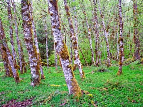 A stand of white trees spread throughout natual grass and ground cover in the Sol Duc park in wastern Washington.