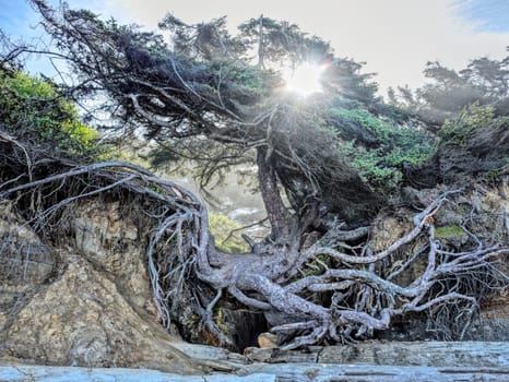 A view of the tree of life with the sun shining behind it on Kalaloch beach in Washington State.
