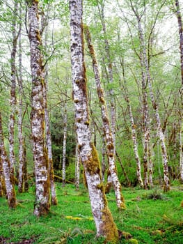 A stand of white trees spread throughout natual grass and ground cover in the Sol Duc park in wastern Washington.