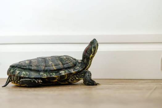 A turtle moves slowly across a smooth floor, its shell glistening in the light. The setting is bright and minimalist, highlighting the turtle's journey.
