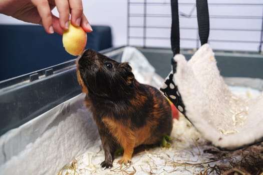 A guinea pig is eagerly stretching towards a hand holding a small treat, enjoying playtime in its cozy indoor habitat filled with bedding and toys.