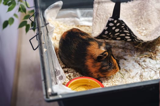 A guinea pig rests comfortably in its cage, surrounded by soft bedding and a food bowl. The well-organized habitat offers a safe and cozy environment for the pet.