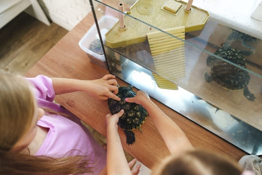 Two children are gently handling a turtle while standing beside a turtle aquarium in a bright and cozy living room.