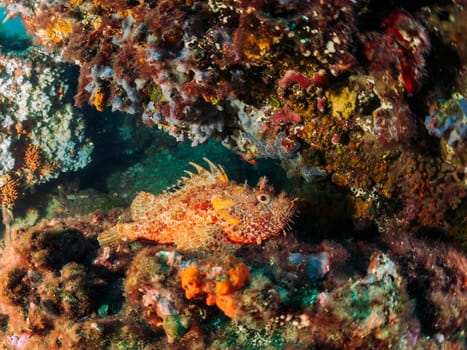 scorpion fish perched on the seabed next to corals, concept of marine wildlife