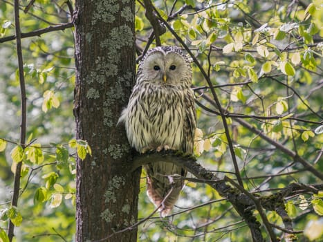 Beautiful Ural owl or Strix uralensis sits quietly on branch in vibrant spring forest. Ural owl with green lush on background. Beautiful grey owl. Bird of prey in natural habitat. Birdwatching