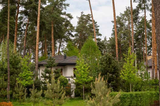 White facade of a residential building surrounded by thick, tall trees. Various trees around the house, pines, deciduous trees, lawn, bushes. House in a nature reserve, forest, park.High-quality photo