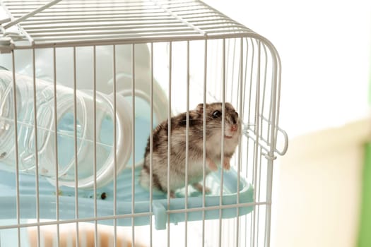 A curious hamster stands on its hind legs inside a clean, spacious cage, peering out as sunlight filters through. The atmosphere is bright and inviting.