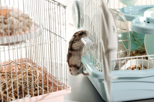 A small hamster climbs out of its cage, exploring its surroundings in a bright, cozy indoor area. The environment is cheerful and inviting for pets.