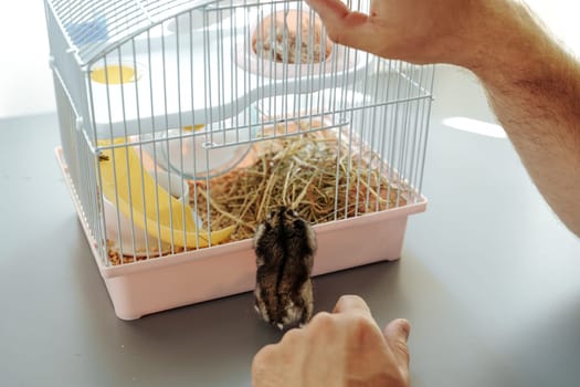 A hamster curiously approaches its cage while its owner gently reaches in to interact. The setting is bright and comfortable, showcasing a pet's playful nature.
