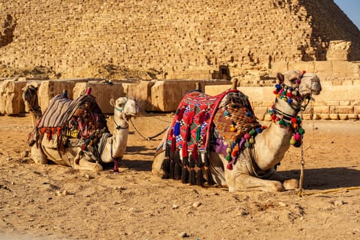 Two camels adorned with colorful decorations are resting in the warm sands of the Giza desert as the sun sets near the Great Pyramid, creating a tranquil atmosphere.
