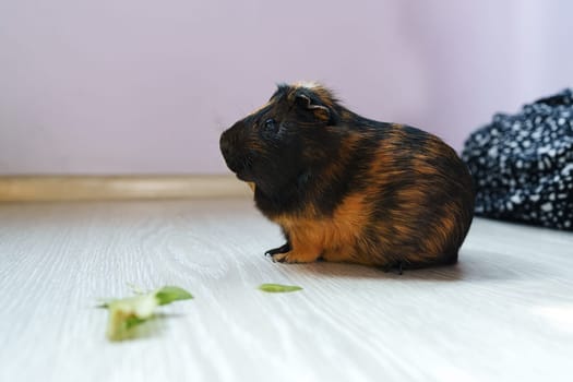 A charming guinea pig with a mix of brown and black fur enjoys nibbling on fresh greens on a wooden floor in a cozy indoor setting, surrounded by soft fabrics.