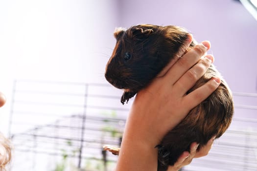 A person is holding a brown guinea pig carefully in their hands, showcasing a tender interaction. The indoor setting features a soft light, creating a cozy atmosphere.
