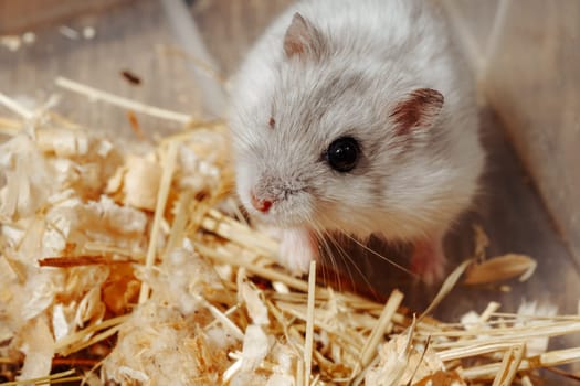 A fluffy white hamster scurries over fresh bedding made of straw and wood shavings while actively exploring its small habitat during the day.