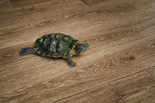 A turtle is slowly moving across a wooden floor in a bright room filled with natural light. The environment is warm, inviting, and peaceful, showcasing the turtle's curious nature.