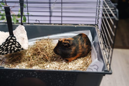 A guinea pig is curiously exploring its cage, which contains fresh bedding and a hanging food bowl. The indoor setting features bright light and a relaxed atmosphere, perfect for pets.