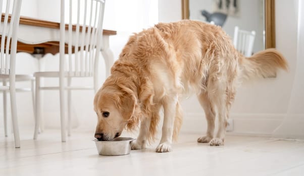 Golden Retriever Eats Dog Food At Home