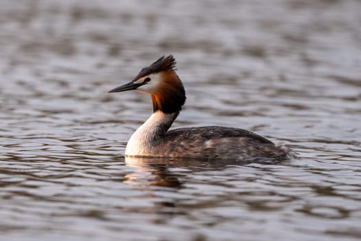 Great Crested Grebe Bird Swims In The Lake