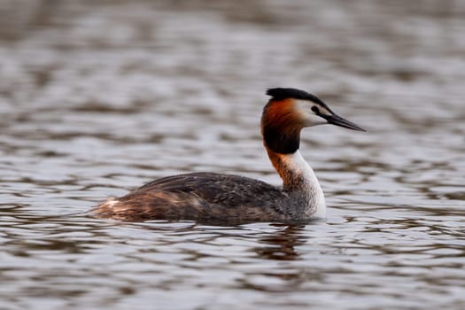 Great Crested Grebe Bird Swims In The Lake
