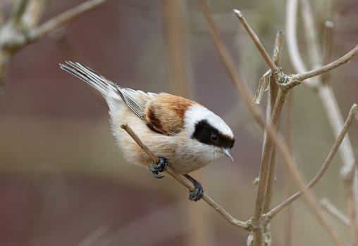 Eurasian Penduline Tit Bird On A Branch