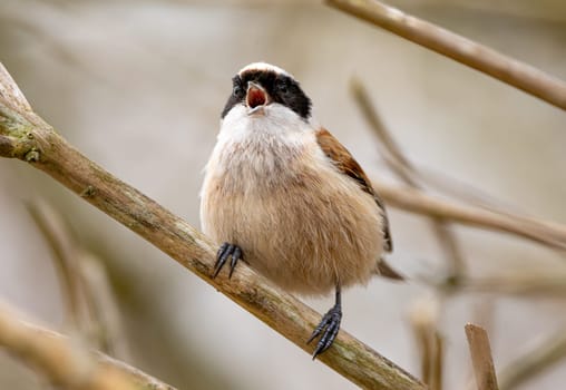Eurasian Penduline Tit Bird Singing On A Branch In Spring
