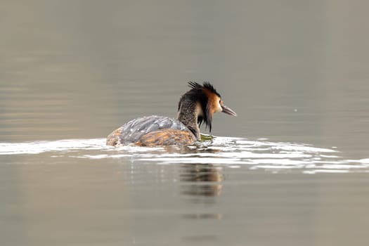 Observing The Great Crested Grebe Bird Swimming Wet In The Lake