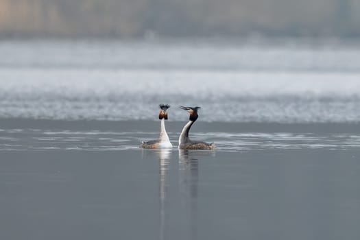 Great Crested Grebes Perform A Mating Dance
