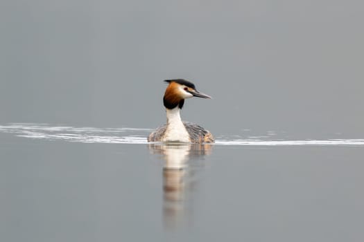 Great Crested Grebe Bird Swims In The Lake