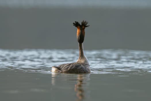 Great Crested Grebe Bird Swims In The Lake