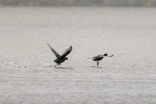 Eurasian Coot Pair's Spring Birds' Mating Rituals