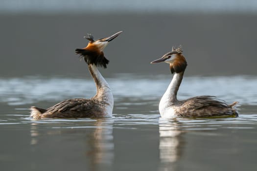 Great Crested Grebes Perform A Mating Dance