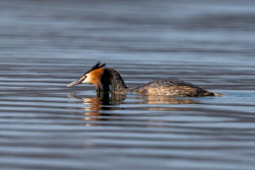 Great Crested Grebe Bird Searching For Food While Swimming In The Lake