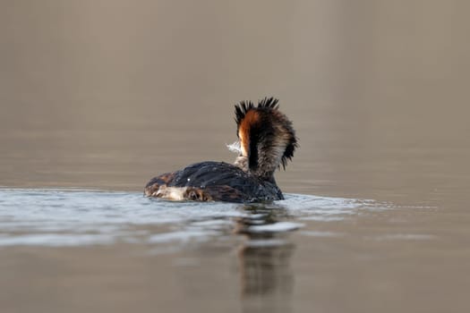 Great Crested Grebe Cleans Feathers While Swimming In A Lake
