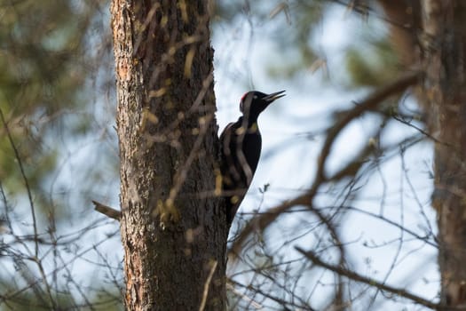 Black Woodpecker On A Tree In The Forest