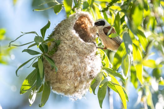 Reeves Bird Building Its Nest In Spring