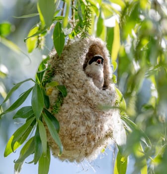 Reeves Bird Building Its Nest In Spring