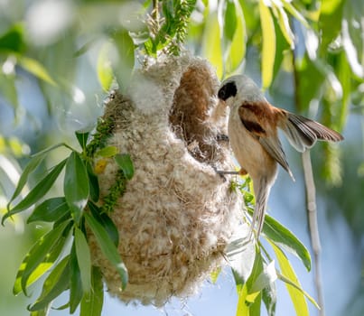 Reeves Bird Building Its Nest In Spring