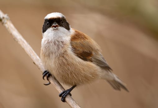Eurasian Penduline Tit Bird On A Branch