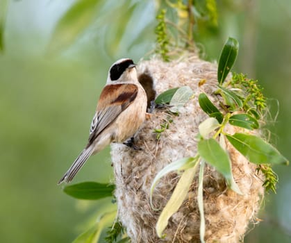 Reeves Bird Building Its Nest In Spring