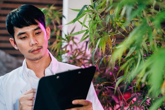 Asian man checking hemp plants in the field writing on clipboard in front of a plant of a cannabis sativa, Scientist check quality control marijuana researcher, herbal medicine