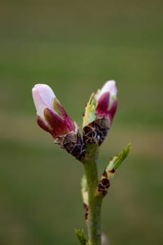 Almond buds open before spring, almond tree is the earliest to bloom in Central Asia from the end of February
