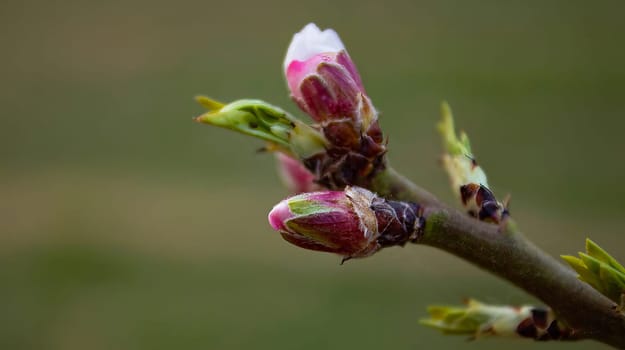 Almond buds open before spring, almond tree is the earliest to bloom in Central Asia from the end of February