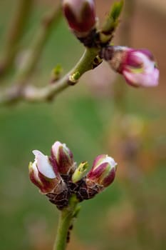 Almond buds open before spring, almond tree is the earliest to bloom in Central Asia from the end of February