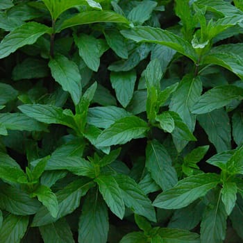 Mint grows in the garden