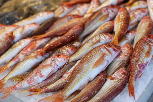 Red striped mullet fishes or Mullus surmuletus on ice in Greek fish market. Horizontal.