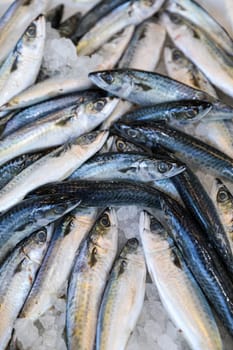 Chub mackerel or Scomber japonicus fishes in box at Greek fish market. Vertical.