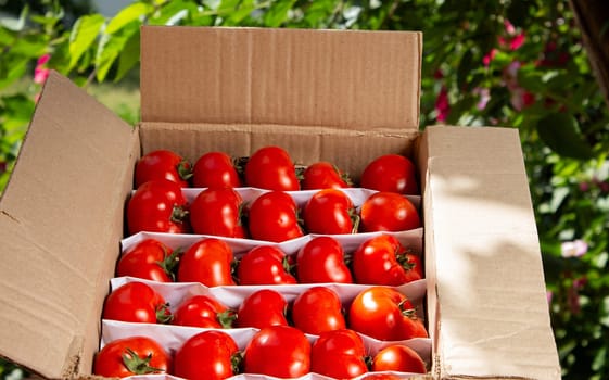 Tomatoes in a cardboard box