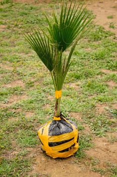 Palm tree seedling for planting